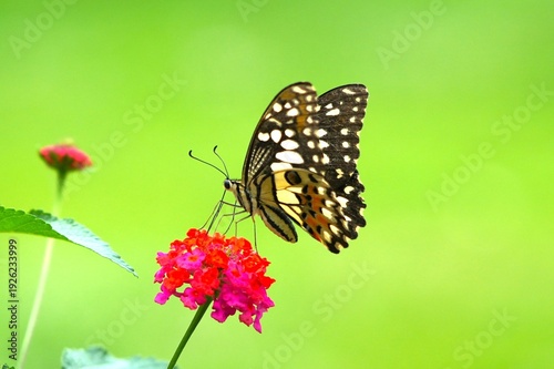 Close up Lime Butterfly (Papilio demoleus) perched on a red Lantana flower.