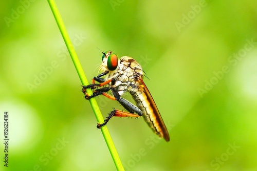 Close up of a robber fly, belonging to the family Asilidae.