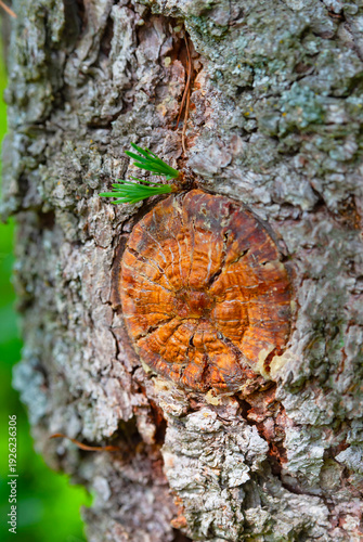 The larch tree. Cutting a branch. Young needles