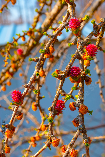 Red female larch cone during the flowering period