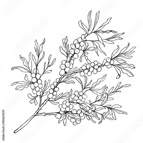 Sea buckthorn branch with narrow leaves and ripe berry clusters in clean black line art. Ideal for herbal packaging, labels, posters, web graphics, and coloring pages.