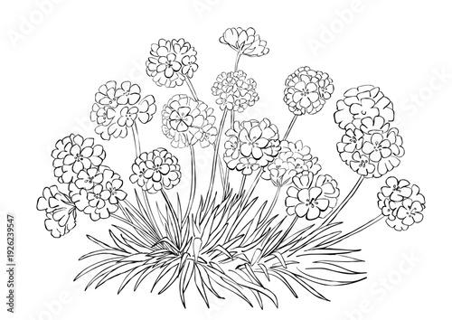 Botanical sea thrift flowers with round clusters and grasslike leaves, clean black line art. Perfect for coastal themes, garden labels, posters, packaging, and coloring.