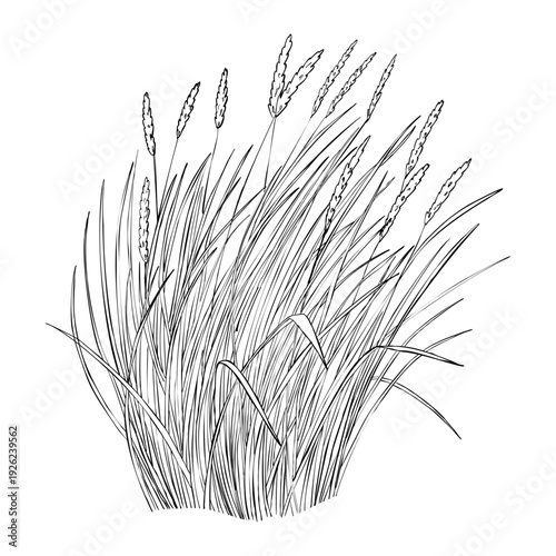 Marram grass clump with long blades and seed spikes botanical line drawing black and white outline illustration for coastal dune design