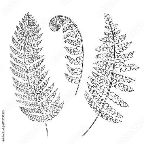 Black and white fern fronds with a curled fiddlehead, clean botanical foliage for woodland themes, ideal for prints, packaging, labels, posters, and coloring.