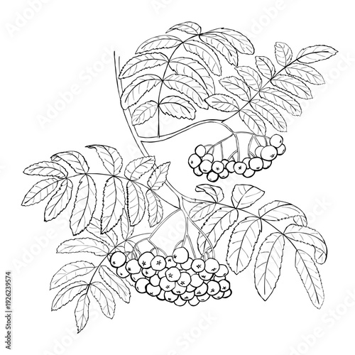 Detailed rowan tree branch with pinnate leaves and berry clusters in clean black line art. Ideal for packaging, labels, posters, web, and coloring pages.
