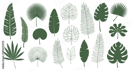 Collection of assorted tropical palm and monstera leaves in various styles for botanical and exotic nature design themes.