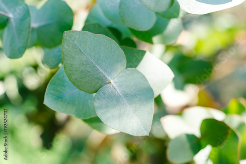 Bild auf Leinwand Fresh Eucalyptus Branches for Natural Cosmetics and Aromatherapy Concepts