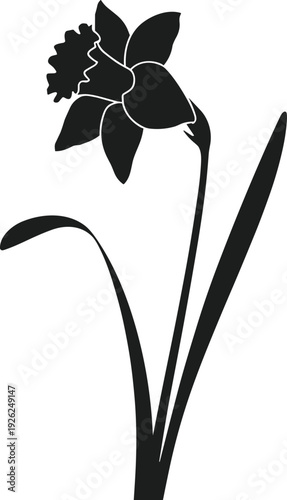 Daffodil flower silhouette vector with long stem and leaves on white background graphic