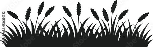 Black silhouette of tall grass stalks and blades on a white background nature