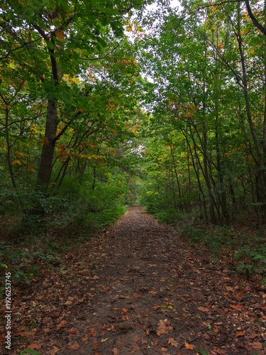 Wallpaper Mural Dirt forest path carpeted with fallen autumn leaves leading into dense vibrant green woods Torontodigital.ca