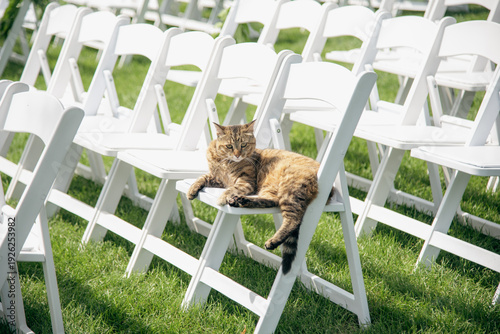 cat sitting in wedding chair at an outdoor ceremony