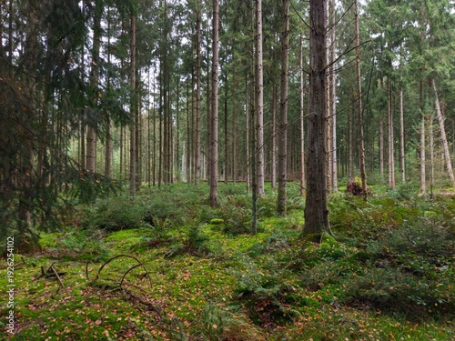 Wallpaper Mural Tall coniferous trees stand majestically in a tranquil forest with vibrant green undergrowth and moss. Torontodigital.ca