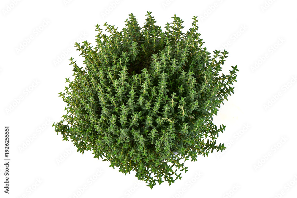 Fototapeta premium Thyme Herb Plant, isolated on white background