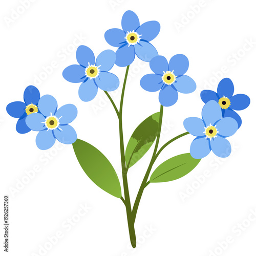 Blue forget-me-not flowers with green leaves on white background - simple floral illustration of myosotis blossoms in full bloom for botanical design