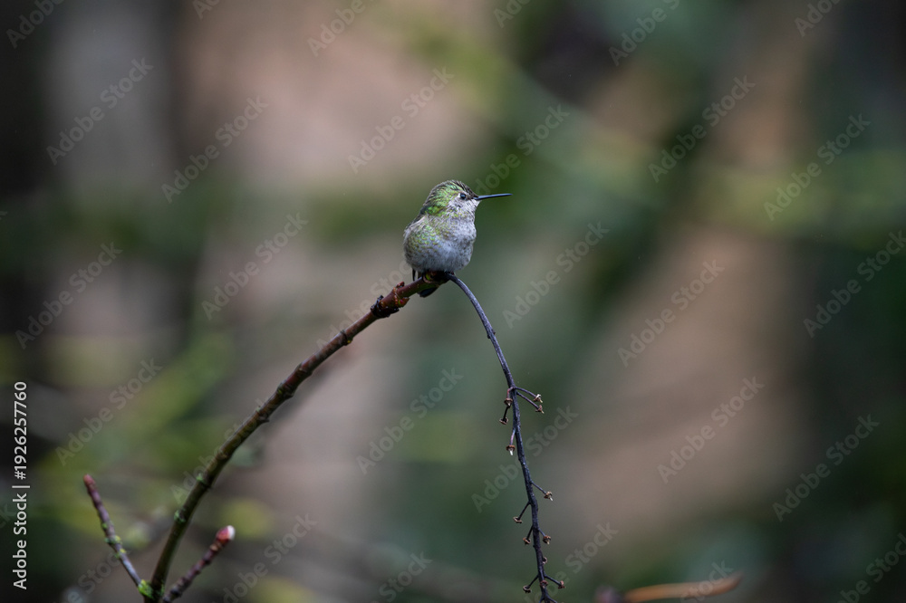 Fototapeta premium Close up photo of hummingbird, also called colibri, perched on branch in Oregon, Pacific Northwest, USA. Detailed feathers in natural light with soft background, ideal for wildlife conservation themes