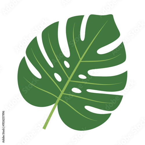 Detailed green monstera leaf depiction with prominent veins and unique split pattern on white background