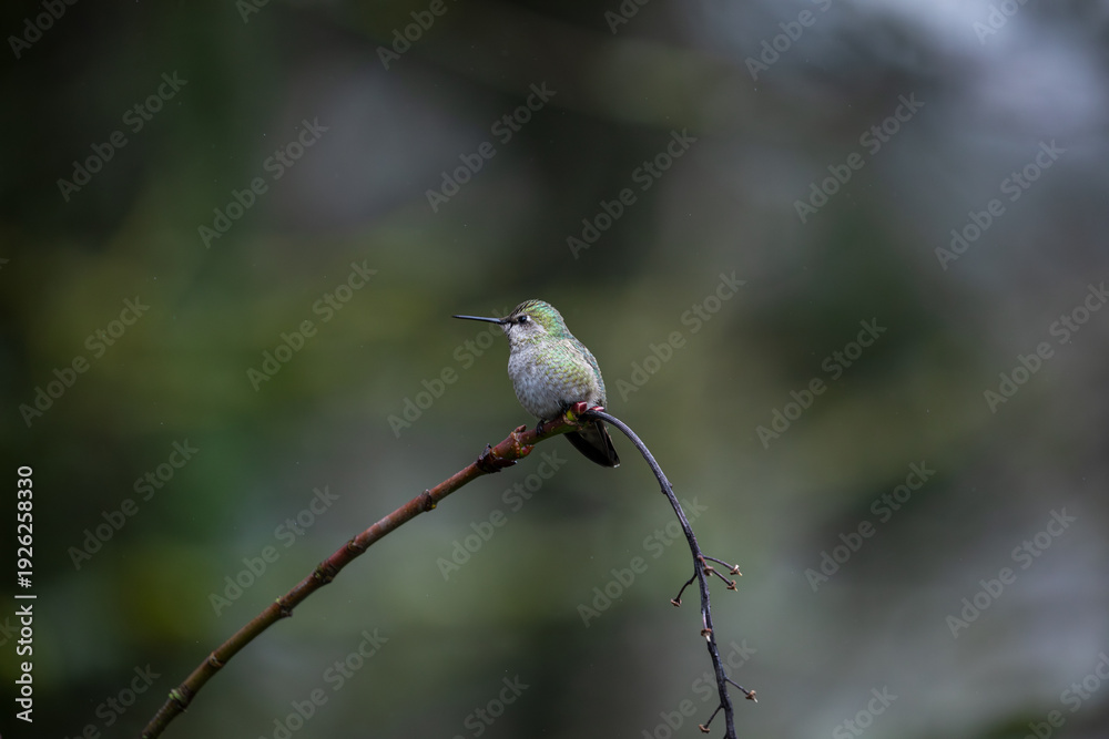 Obraz premium Close up photo of hummingbird, also called colibri, perched on branch in Oregon, Pacific Northwest, USA. Detailed feathers in natural light with soft background, ideal for wildlife conservation themes