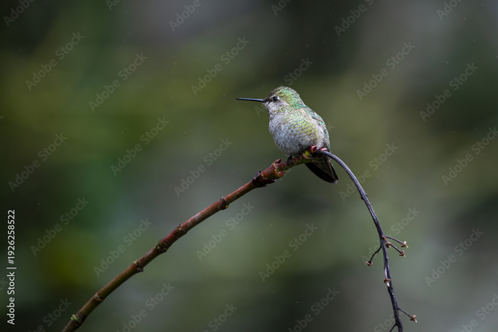 Naklejka premium Close up photo of hummingbird, also called colibri, perched on branch in Oregon, Pacific Northwest, USA. Detailed feathers in natural light with soft background, ideal for wildlife conservation themes