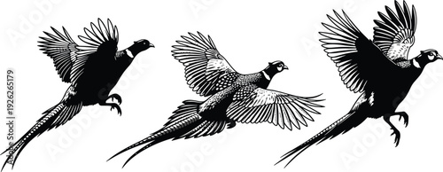Black and white pheasant bird silhouette collection featuring flying game birds in various poses isolated on white background cad drawing flat vector illustration