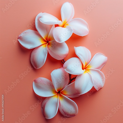 Fresh White Frangipani Flowers on Pink Background