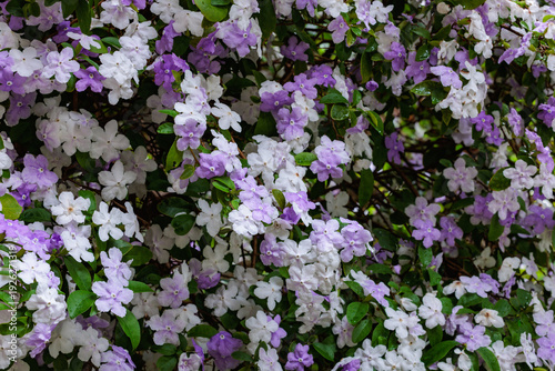 Wallpaper Mural Brunfelsia latifolia Flowers with very good smell. Torontodigital.ca