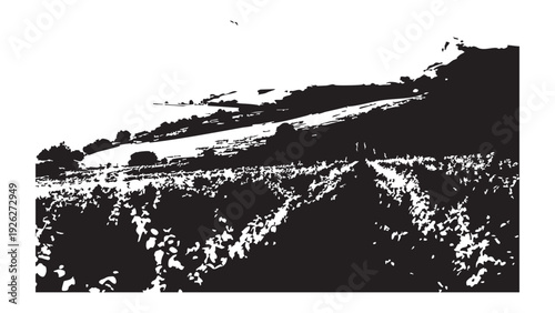 Vineyard landscape silhouette rows of grape vines on hills rural agriculture scenic view