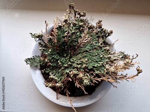 Rose of Jericho specifically also known as the Resurrection Plant.fascinating because they can survive for years in a dormant, dried-out state and then come back to life when placed in water.