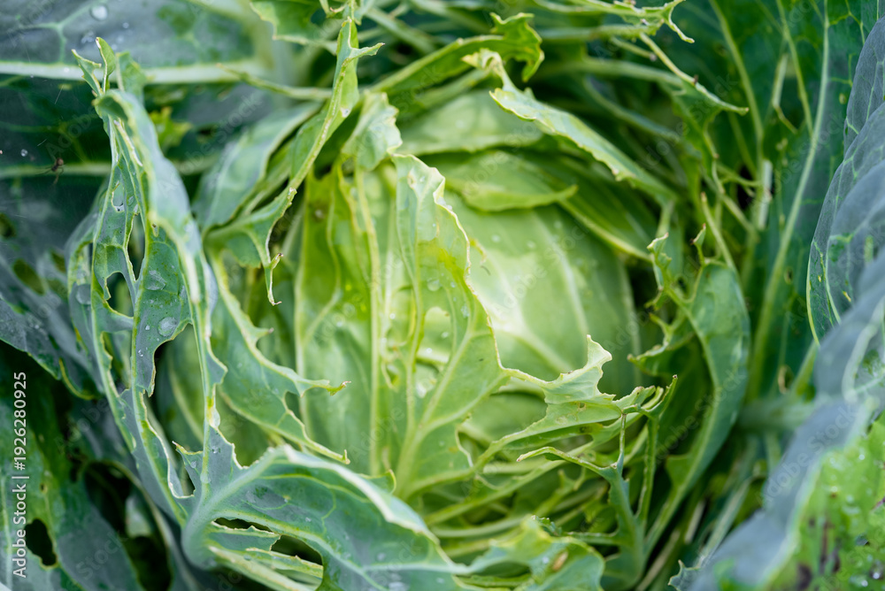 Fototapeta premium Cabbage leaves riddled with holes from insect feeding, showing severe pest infestation and crop damage in a garden or field, close-up detail of eaten foliage and decay