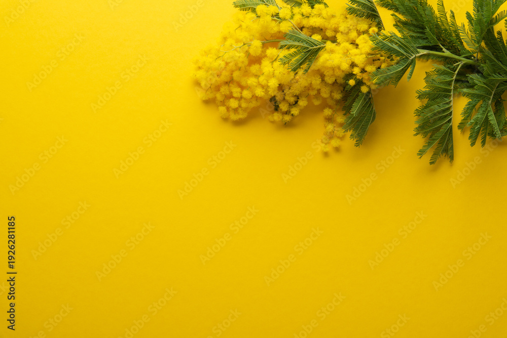 Fototapeta premium Mimosa flower bouquet on yellow background. Floral wallpaper, banner. 8 march women's day, mother's day theme. Birthday, wedding gift. Spring. Beauty. Easter.