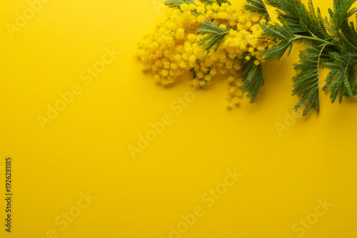 Mimosa flower bouquet on yellow background. Floral wallpaper, banner. 8 march women's day, mother's day theme. Birthday, wedding gift. Spring. Beauty. Easter.