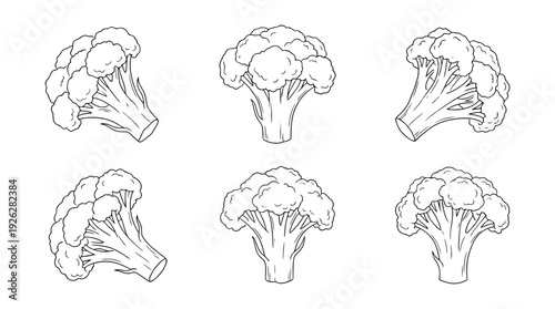broccoli florets , 6 black delicate line drawings vector set collection , white background , PNG and SVG	