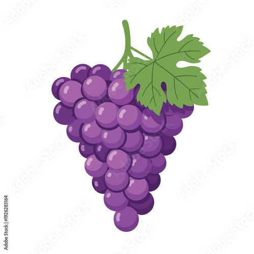 Fresh Purple Grapes with Leaf Healthy Fruit for Dining and Snacking