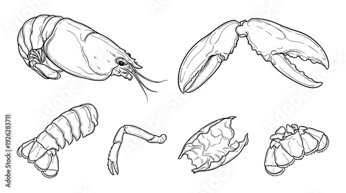 lobster shells , 6 black delicate line drawings vector set collection , white background , PNG and SVG	