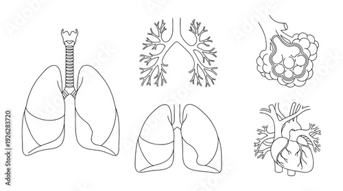 lung anatomy , 6 black delicate line drawings vector set collection , white background , PNG and SVG	