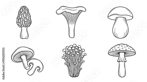mushroom varieties , 6 black delicate line drawings vector set collection , white background , PNG and SVG	