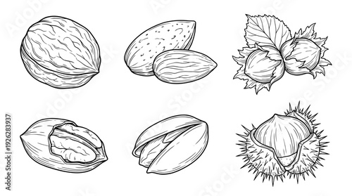 nut types , 6 black delicate line drawings vector set collection , white background , PNG and SVG	