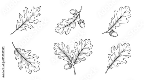 oak leaves , 6 black delicate line drawings vector set collection , white background , PNG and SVG	