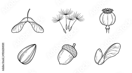 seed varieties , 6 black delicate line drawings vector set collection , white background , PNG and SVG	