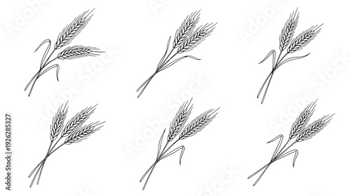wheat stalks , 6 black delicate line drawings vector set collection , white background , PNG and SVG	