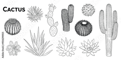 Detailed black and white line drawings of various cactus and succulent plants Keywords: cactus, succulent, desert plant, desert