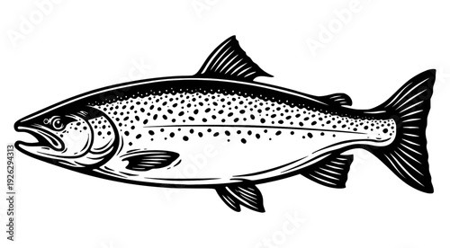 Vector line art illustration of Atlantic Salmon Fish.