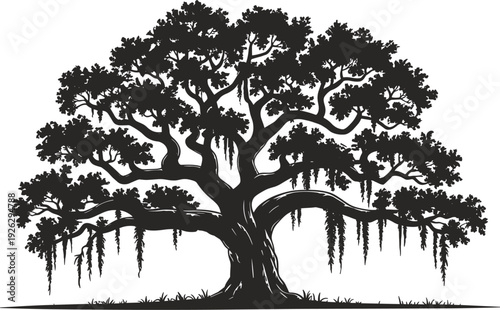 Silhouette of a large, sprawling oak tree with hanging moss on a white background Keywords: oak tree, silhouette, tree, moss