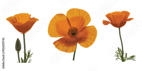 Three Orange California Poppies and Bud on White Background Keywords: poppy, orange, California poppy, flower, bloom, blossom