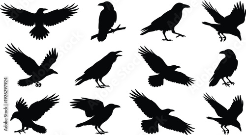Black raven silhouette set, flying landing perching crow birds isolated on white background, wildlife nature flat vector illustration