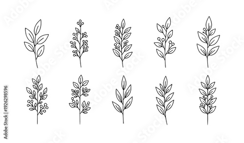 Minimal outline botanical branches with leaf variations and berry clusters isolated on transparent background