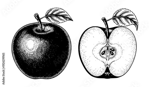 Detailed vintage botanical apple whole and half engraving style vector isolated on transparent background