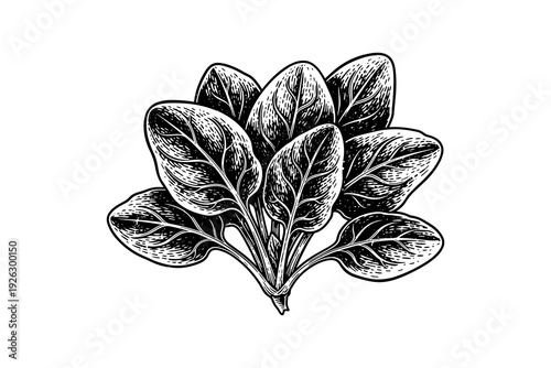 Vintage botanical spinach sketch: detailed retro leaf design