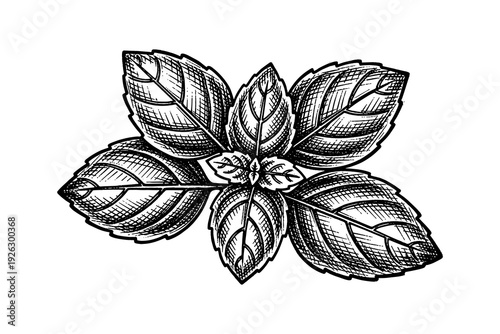 Detailed hand-drawn mint leaves botanical art with engraved style