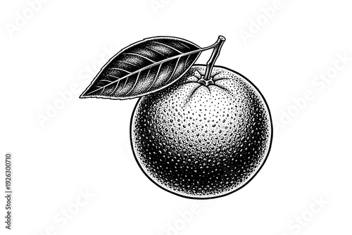 Detailed black and white orange with leaf in vintage style drawing