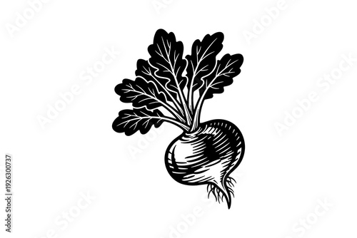 Detailed black and white radish with leaves in engraved style